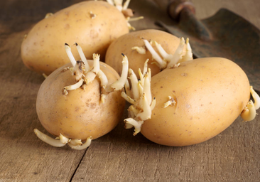 El error que cometemos con las patatas: el motivo por el que le salen brotes