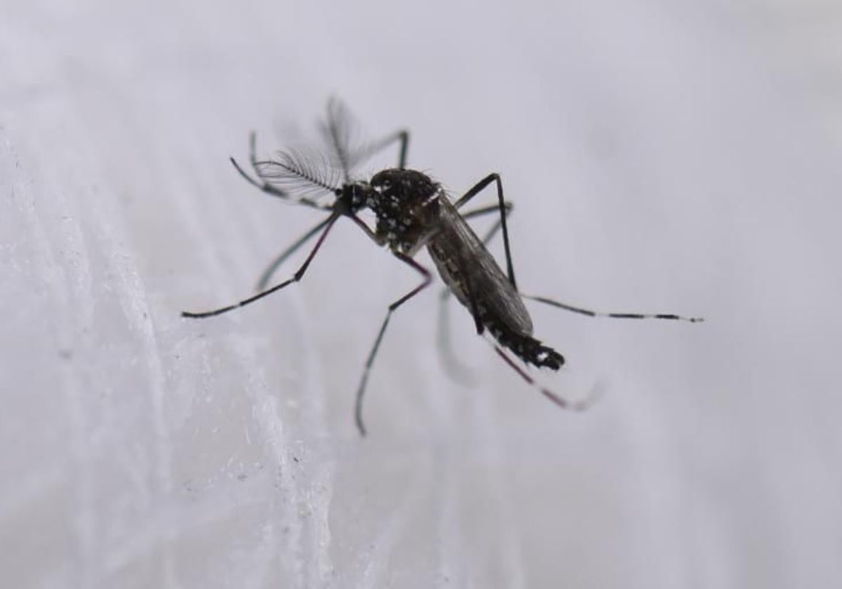 Los mosquitos, muy temidos
