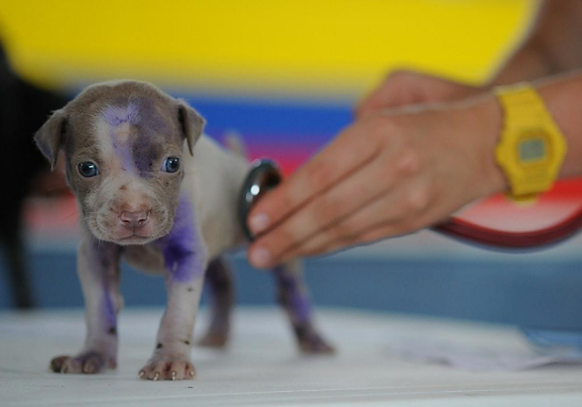 Una veterinaria explica cómo elegir clínica para tu mascota para que la visita sea económica