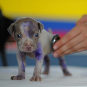 Una veterinaria explica cómo elegir clínica para tu mascota para que la visita sea económica