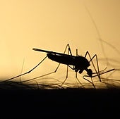 Adiós a los mosquitos: el sencillo truco para ahuyentarlos y evitar las picaduras