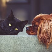 ¿Son los perros más cariñosos que los gatos? Esto dicen las investigaciones