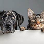 Cinco plantas de interior muy comunes en los hogares que podrían poner en riesgo la vida de tu perro o gato