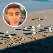 Un argentino que vive en Galicia muestra el problema que tienen con las gaviotas: «Una problemática real»