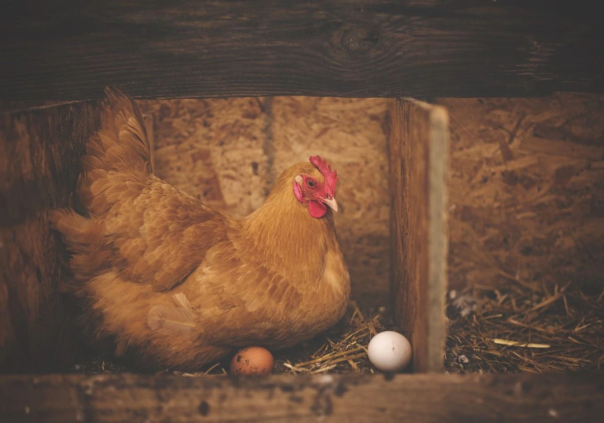 ¿Qué fue primero, el huevo o la gallina? La ciencia da la respuesta