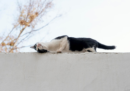 Una experta en comportamiento animal explica por qué los gatos frotan su cara contra ti: «Aunque no lo...»