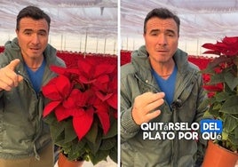 Un jardinero explica el truco para que la flor de Pascua se mantenga fresca durante toda la Navidad: «Es muy comilona»