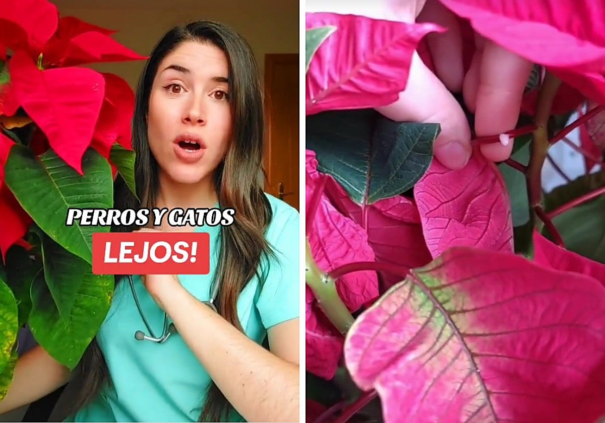 Una veterinaria explica qué pasa si tu mascota entra en contacto con la flor de Pascua: «Todo esto se debe a...»