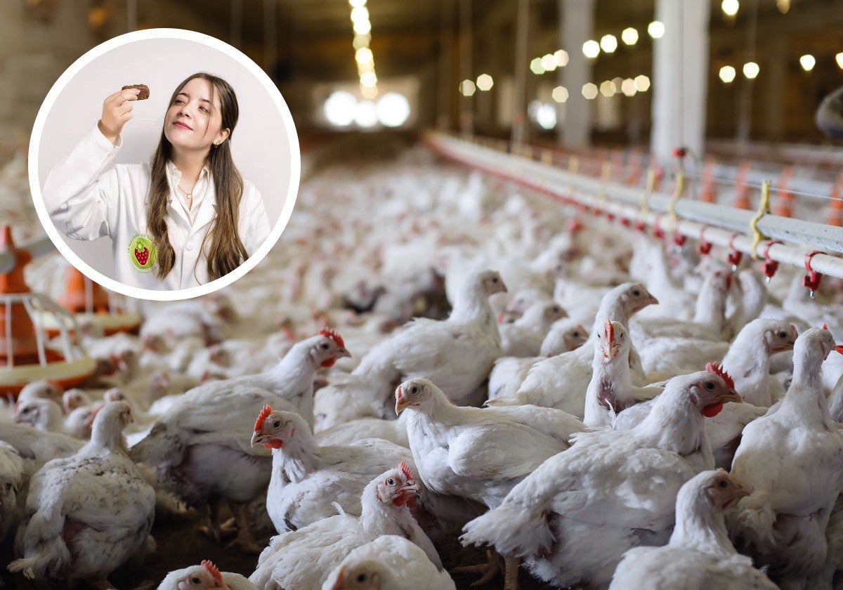 Una ingeniera en alimentos explica si es verdad que inyectan hormonas a los pollos antes de venderlos: «Llegan al mercado...»