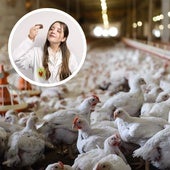 Una ingeniera en alimentos explica si es verdad que inyectan hormonas a los pollos antes de venderlos: «Llegan al mercado...»