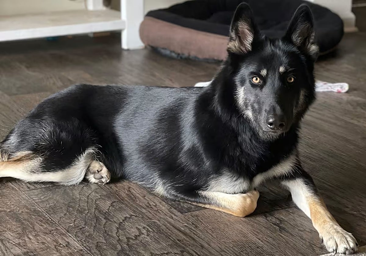 Un perro desaparecido regresa a casa en Nochebuena tocando el timbre para anunciar su llegada