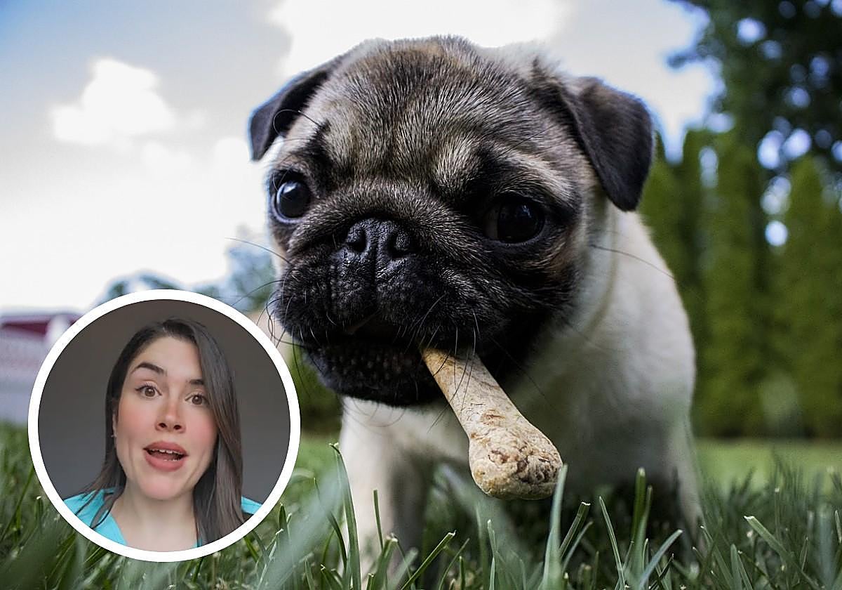 Una veterinaria, contundente sobre dar huesos de las sobras a los perros