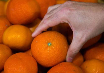 Un frutero explica cómo identificar si una mandarina está jugosa con tan solo tocarla: «Si la palpáis por aquí...»