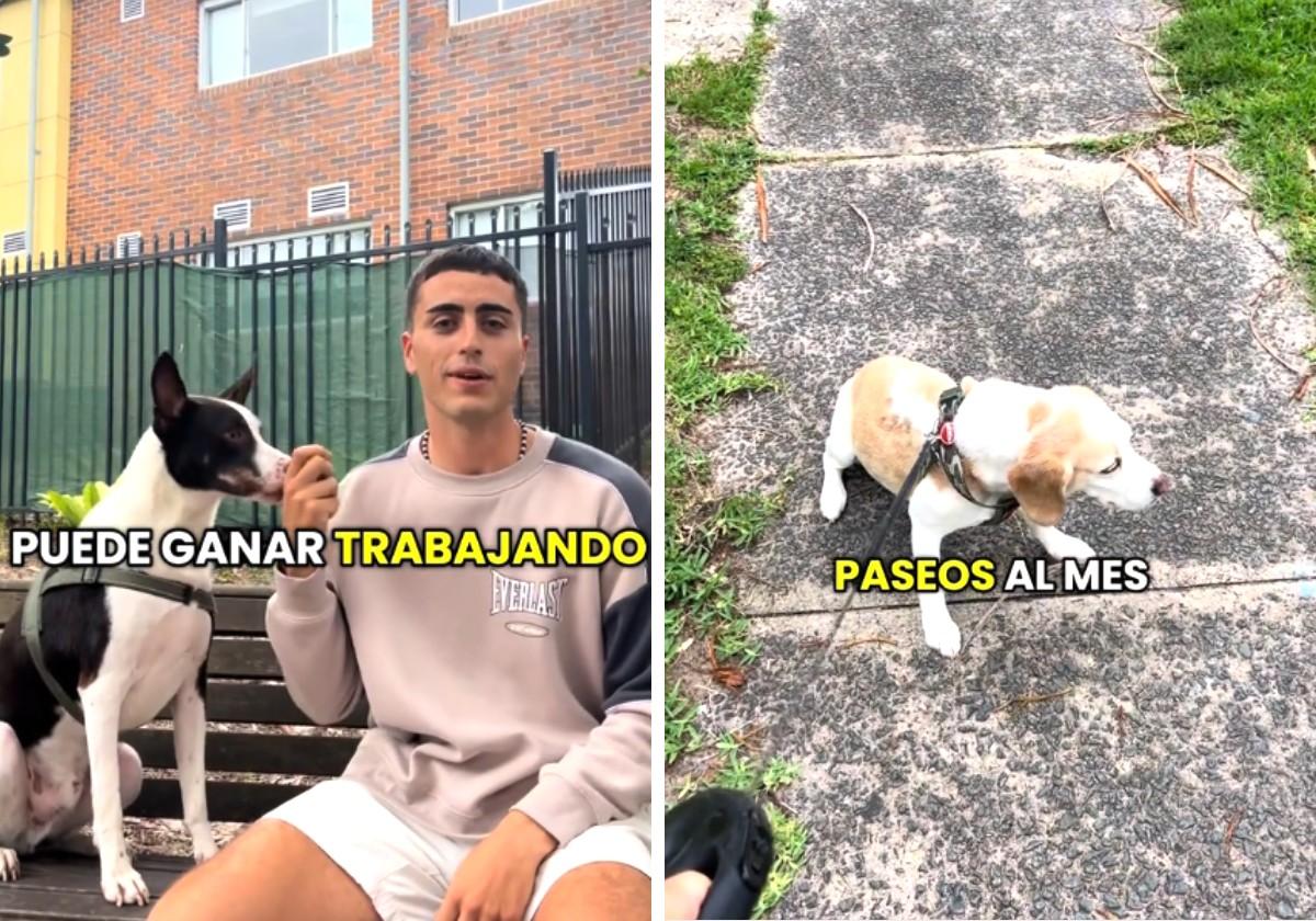 Un español en Australia explica cuánto dinero gana paseando perros: «Estoy cuidando dos»