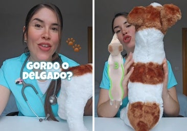 Una veterinaria explica cómo saber si tu perro está gordo: «Es tu responsabilidad»