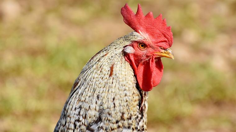 Gallo
