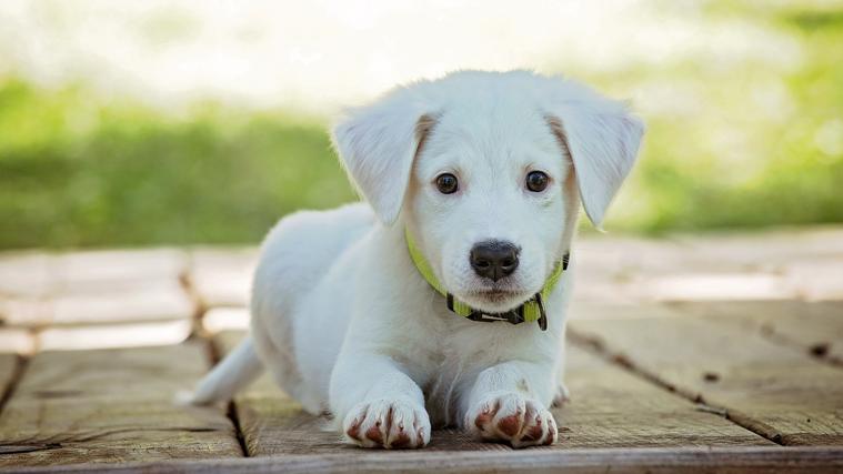Cachorro