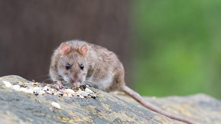 Rata