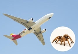 Una tarántula pica a un piloto de Iberia alérgico a las arañas en pleno vuelo a Madrid y tiene que ser atendido en la cabina