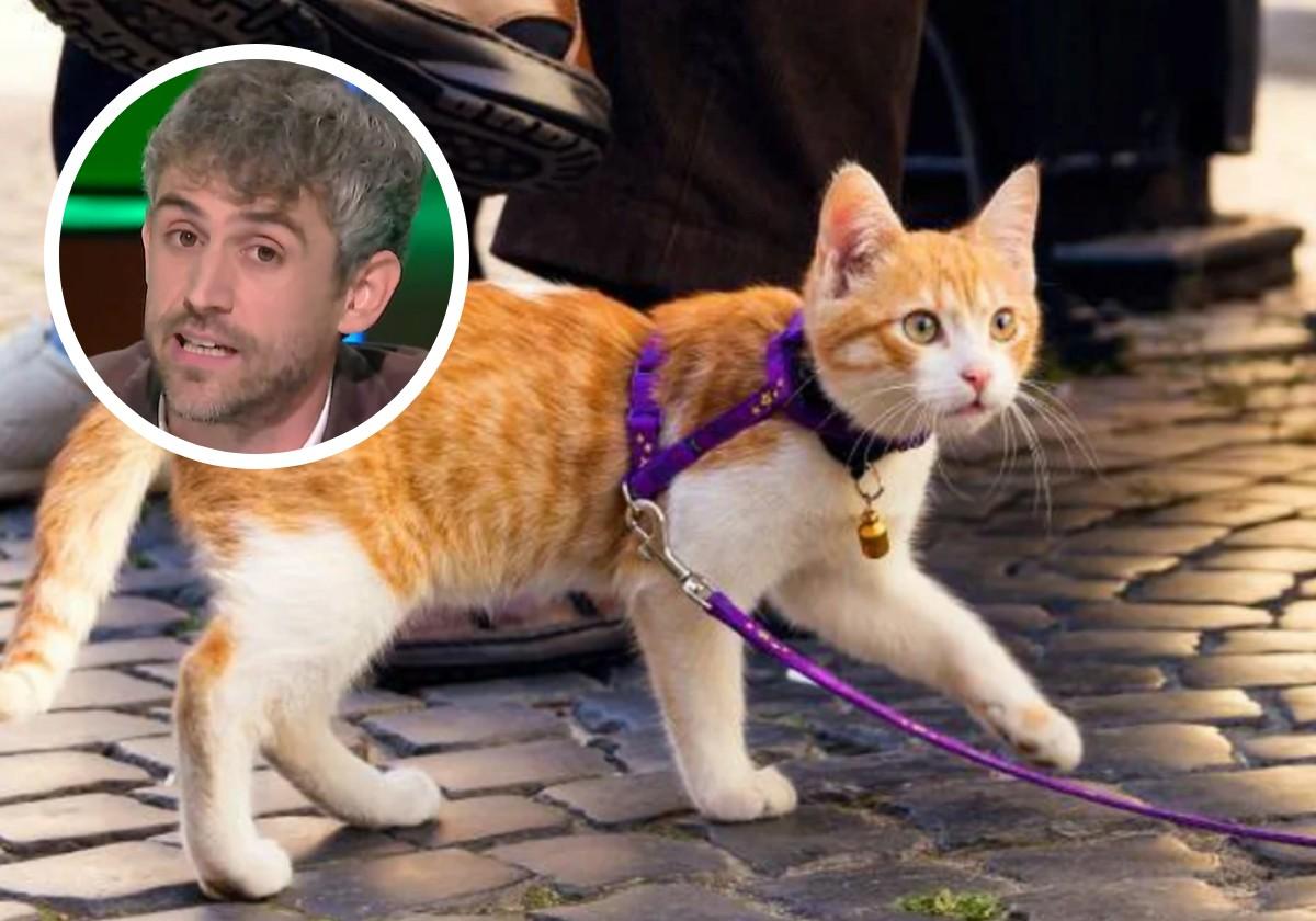 El veterinario Víctor Algra indica si se debe sacar a pasear a los gatos como a los perros: «No cumplen la misma función»