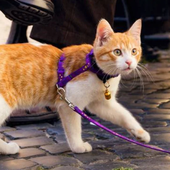 El veterinario Víctor Algra indica si se debe sacar a pasear a los gatos como a los perros