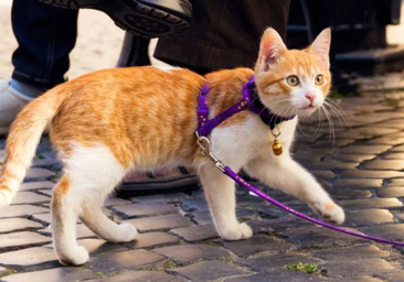 El veterinario Víctor Algra indica si se debe sacar a pasear a los gatos como a los perros