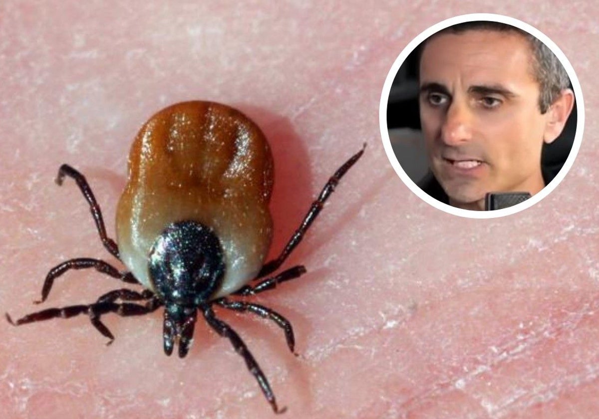 Un experto explica qué debes y no hacer cuando tienes una garrapata: «Vomitan y es mayor riesgo de infección»