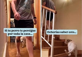 Federica Gassauer, educadora canina: «Si tu perro te persigue por toda la casa, trata de diferenciar si es un comportamiento normal»