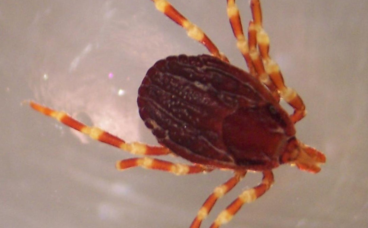 En imagen, una garrapata, el principal transmisor de la fiebre hemorrágica Crimea-Congo