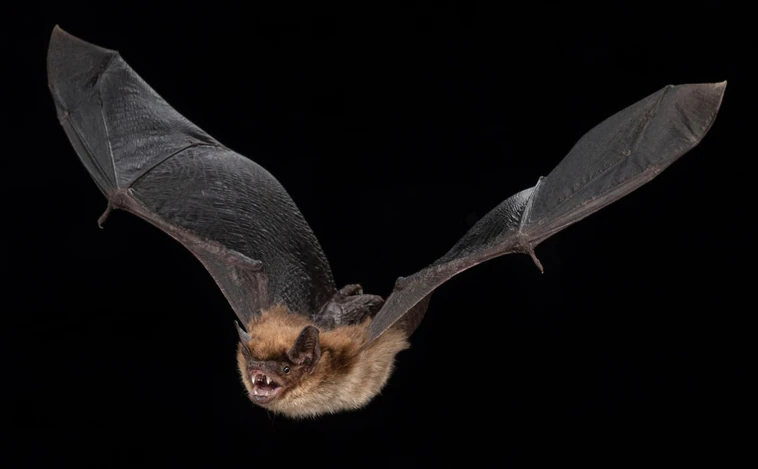 El secreto de la longevidad está en los murciélagos
