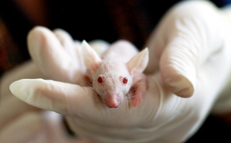 Una terapia regenera la médula espinal en ratones