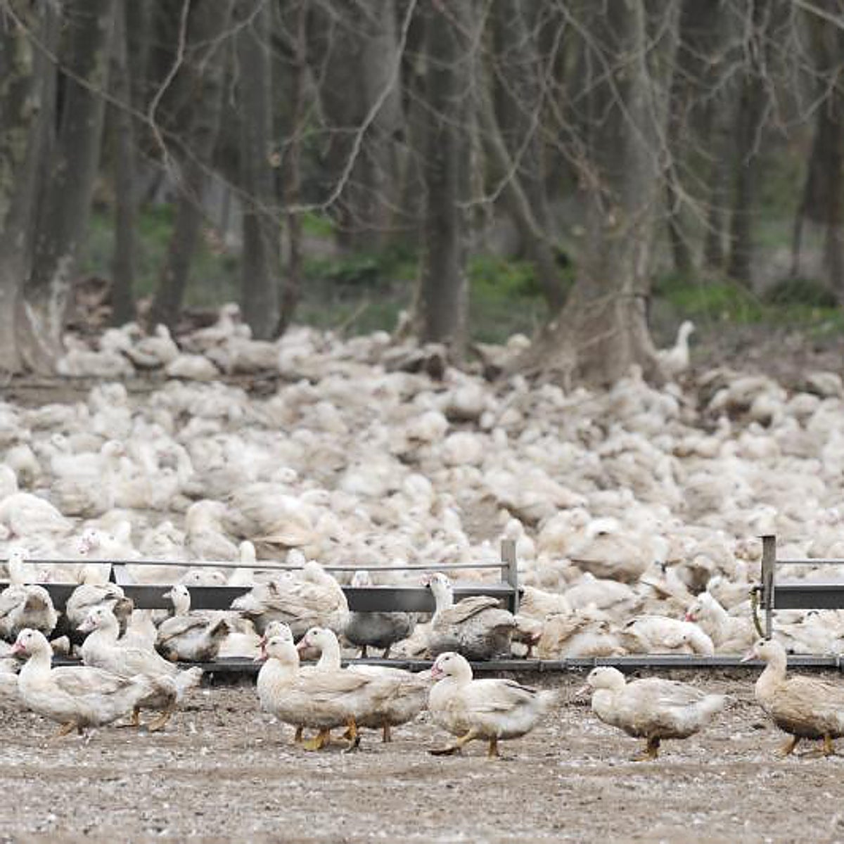 Primer caso de gripe aviar H5N1 en humanos: ¿hay que preocuparse?