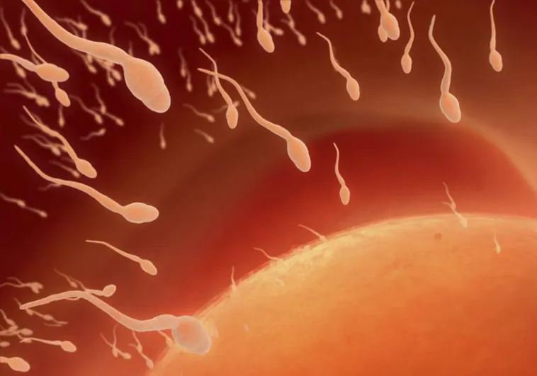 La calidad del esperma en todo el mundo cae en picado