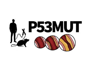 Investigadores españoles desvelan el doble papel del gen p53