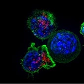 Investigadores españoles diseñan un caballo de Troya contra el cáncer