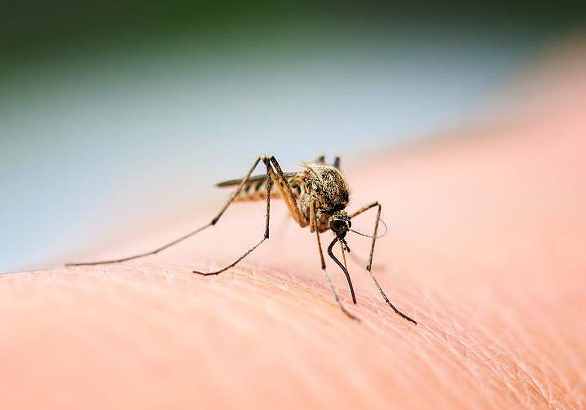 Los mosquitos se sienten atraídos por determinados olores