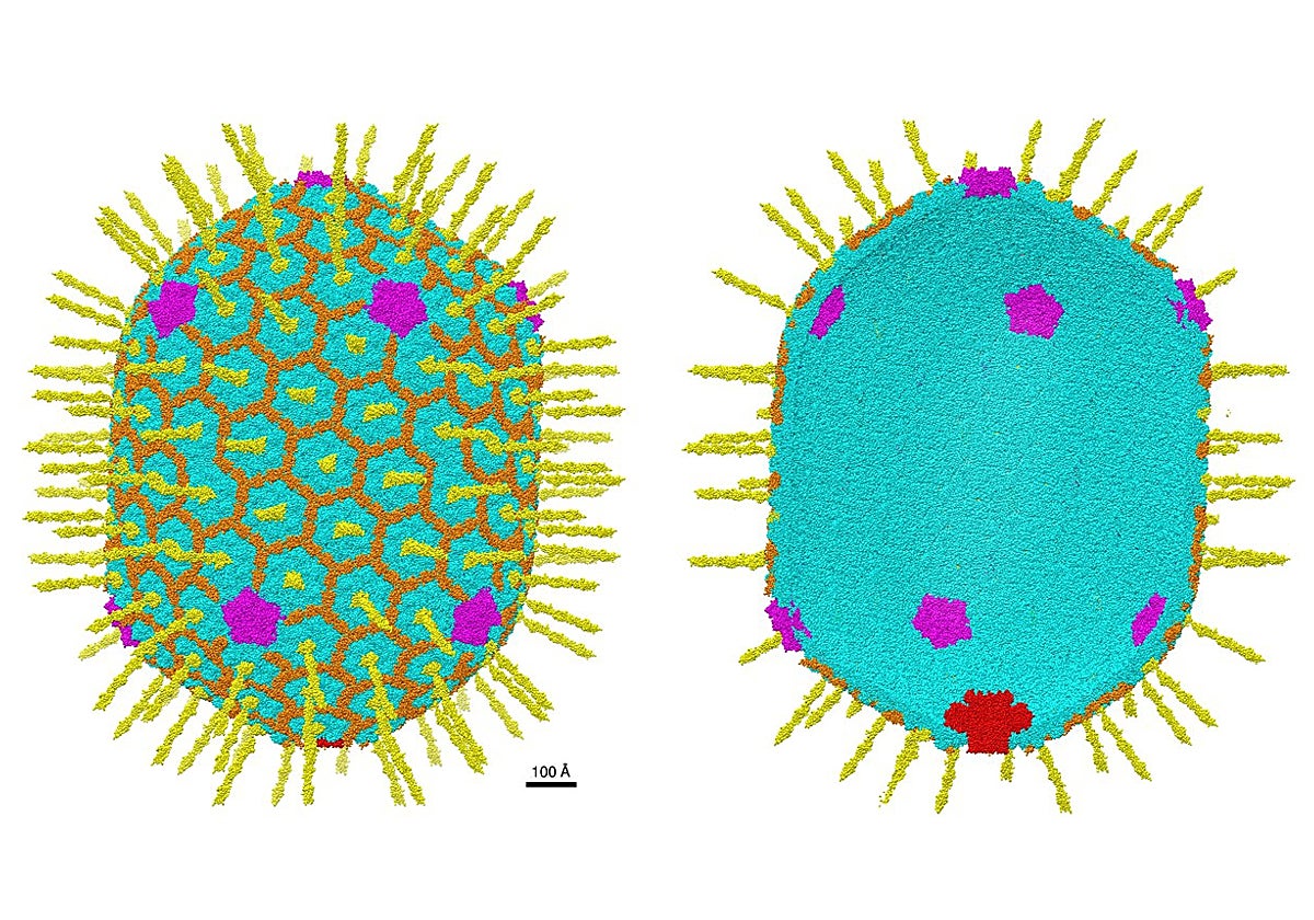 Características estructurales de la nanocapa de la cápside del bacteriófago T4 de 120 x 86 nm con una resolución casi atómica