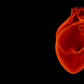 Estas mutaciones causan una de las malformaciones congénita del corazón más frecuentes