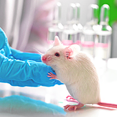 La sangre de los ratones más jóvenes alarga la vida a los más viejos