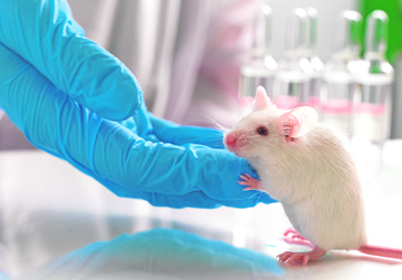 La sangre de los ratones más jóvenes alarga la vida a los más viejos