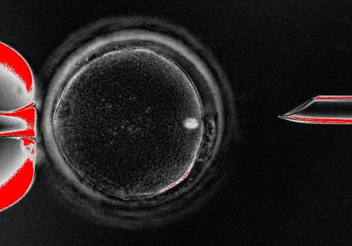 La información es especialmente relevante para las terapias de reemplazo mitocondrial, terapias génicas que podrían prevenir las enfermedades mitocondriales.