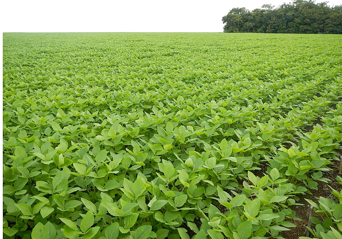 Plantación de soja
