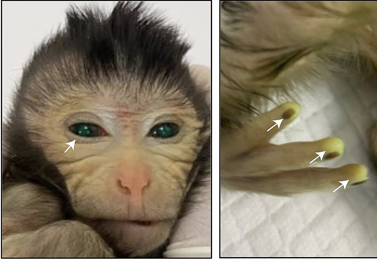 Las imágenes muestran las señales de fluorescencia verde en diferentes partes del cuerpo del mono quimérico nacido vivo a la edad de 3 días.