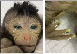 El primer mono quimérico abre un nuevo escenario para la genética y la biomedicina