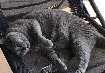Los niños con gatos tienen más del doble de riesgo de desarrollar esquizofrenia