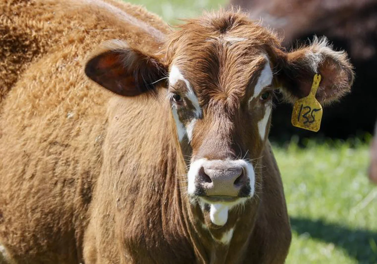 EE.UU. ha detectado gripe aviar en rebaños de vacas lecheras de varios estados