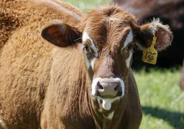 Gripe aviar en vacas: ¿Puedo contagiarme bebiendo leche? ¿Cuáles son los síntomas?