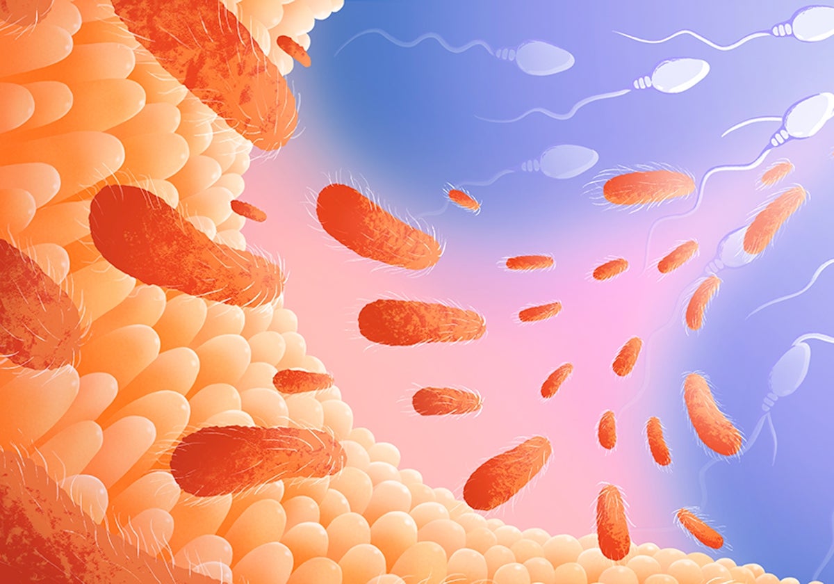 El «eje intestino-línea germinal» es una conexión entre el intestino, su microbiota y la línea germinal