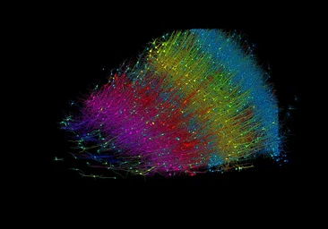 Dibujan el mapa completo de conexiones neuronales de un fragmento trozo de cerebro humano