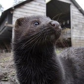 Virus nuevos y peligrosos se encuentran en animales criados en China para obtener pieles